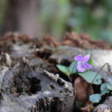 薬草魔女の手しごとサークル募集