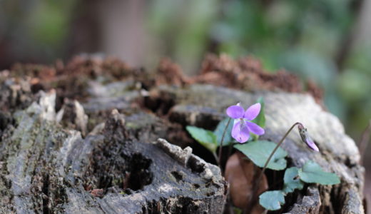 薬草魔女の手しごとサークル募集