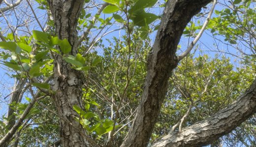 薬草魔女の手しごとサークル＜始まりの2月＞